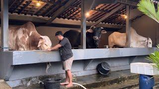 SAPI RAKSASA UNIK SETIA FARM BARU MAKAN MAKAN BESAR ‼️