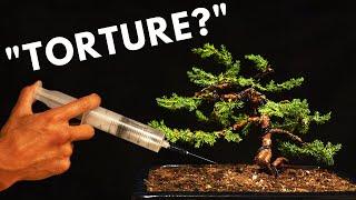 The Biology Behind Bonsai Trees