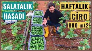 Yatırım & Kazanç Bölüm #3 Salatalık Hasadı, Haftalık Kazanç - Salatalık Üretimi Para Kazandırır Mı?