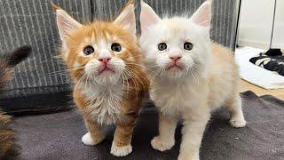 Maine Coon Kittens Have A Fun Day In the Playpen!