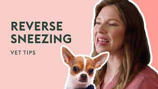 Is My Dog Choking, or is it Reverse Sneezing? | Vet Tips
