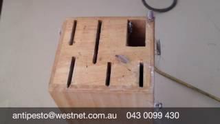 Cockroach Pest Control Perth