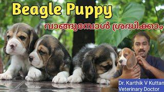 Beagle puppies malayalam|Beagle dog|Beagle puppies price in India #beaglepuppy