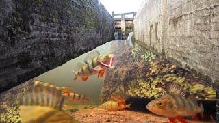 Fishing Canal LOCKS With An UNDERWATER CAMERA! So many FISH!