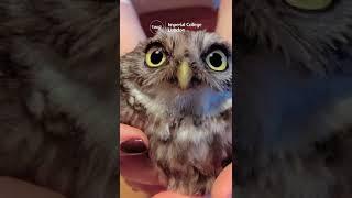 Rescuing baby owls! | Twig Science Reporter #short