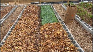 Building Your Soil Over the Winter—Two Cheap Methods with Cover Crops + Leaves