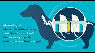 Intervertebral Disc Disease (IVDD) in Dogs and Cats