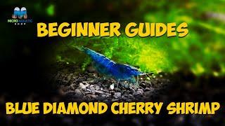 BLUE DIAMOND CHERRY SHRIMP