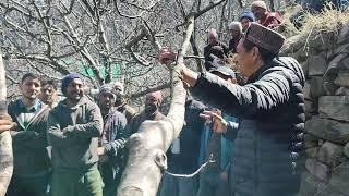 Apple Me pruning ka Sahi Tarika  प्रूनिंग करने का  सही तरीका Kinnaur part 2