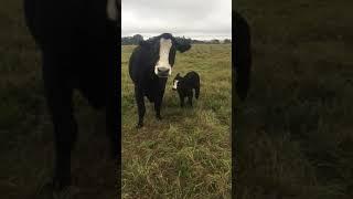 Cow brings baby over to show it off to owner.