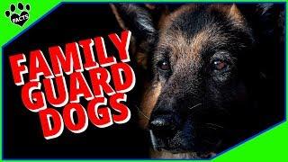 Top 10 Best Guard Dog Breeds for Families - Dogs 101