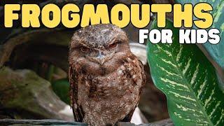 Frogmouths for Kids | Learn all about these strange birds