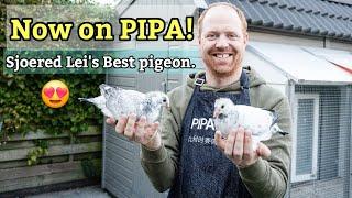 Build Your Winning Loft with Sjoerd Lei’s Proven Pigeons ! Best of pipa racing pigeon .