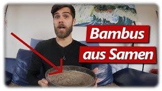 Moso Bambus aussäen, pikieren & eintopfen | Bambus anbauen #1