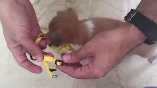 How to put a harness on a puppy