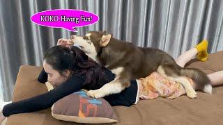 Aww! Kwan feel stress need KOKO helping massage but KOKO need to play