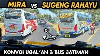 "KONVOI UGAL-UGALAN BALAPAN 3 BUS JAWATIMURAN " SUGENG RAHAYU vs MIRA vs RESTU Balapan Ngeblong