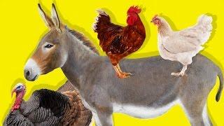 Çiftlik Hayvanlarını Öğreniyoruz | Çocuklar İçin Hayvanlar | Gerçek Hayvan Sesleri | Eğitici Video