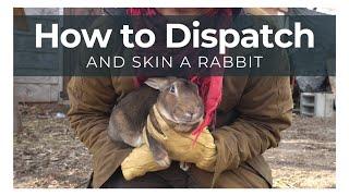 Easiest way to Dispatch a Rabbit with Broomstick Method - Skin and Process