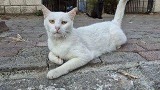 White cat slapping other cats that approach her.