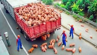 IDIOTAS TOTALES EN EL TRABAJO CAPTADOS POR LAS CÁMARAS