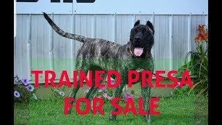 FOR SALE: Trained Female Perro de Presa Canario