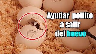 debemos ayudar a un pollito a salir del huevo