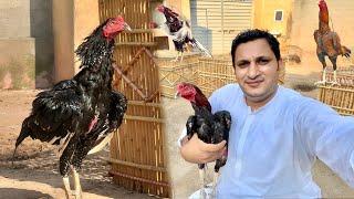 My farm update | Pure Pakistani aseel farm