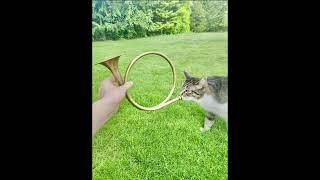 Cat plays the trumpet