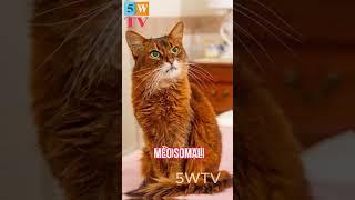 top 10 loại mèo đẹp nhất thế giới -5WTV #shorts #cat #animals