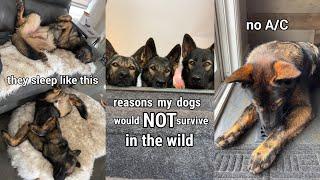 Reasons My Dogs Would NOT Survive In The Wild