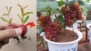 New best skills! How to propagate grapes tree from grape fruit in pot