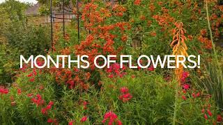 18 long flowering plants that bloom from summer to the first frosts...