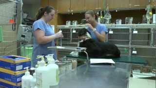 Introduction to the UW School of Veterinary Medicine DVM Program