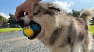 Golden Retriever Reacts To An Automatic Ball Launcher! Can We Deplete That Retriever Energy??