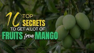 Top 10 secrets to get a lot of fruits from mango tree - Tips to get more mangoes  from mango tree