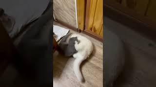 Когда плохое настроение, а поругаться хочется… | When you're in a bad mood, and you want to fight...