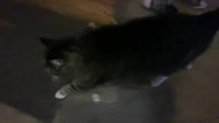 my dancing cat