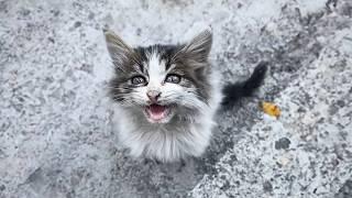 dirty stray cat approached a passerby, meowing pitifully for food to ease its long-standing hunger.