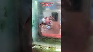 #viral #hoby #bettafish #ikanhias #fyp #cupang #video #shorts