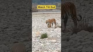 Tiger Attack  Jim Corbett National Park #shorts #jimcorbett #tiger #wildlife