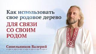 Как работать со своим родовым деревом? Как помогает человеку родовое дерево/ Валерий Синельников