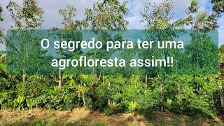 O ponto mais importante em uma agrofloresta!!!