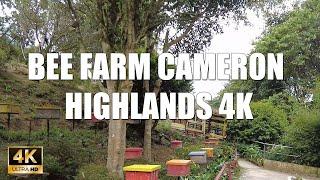 BEE FARM CAMERON HIGHLANDS 4K 60FPS