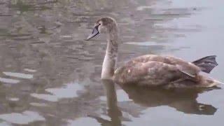 Swans on the Pregolya River in Kaliningrad, Russia