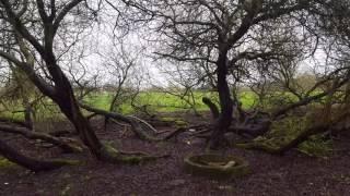 Beautiful and creepy trees in the wilderness 4K