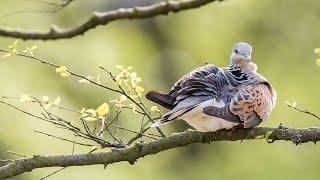 Saving European Turtle Doves in North Yorkshire. The full story.