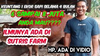 Anda Mau 1 Ekor Sapi Selama 4 Bulan Untung 6 sampai 8 Juta??? Belajarnya Sama Sutris Farm