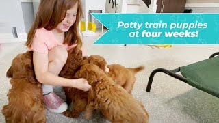 Potty Training 4 Week Old Puppies