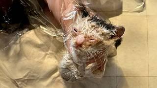 A soaked, frail kitten follows a passerby, desperately trying to get attention and hoping for rescue